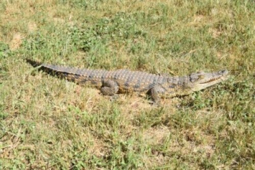 5X Crocodile 1m AFRICAN GAME AUCTIONEERS (Per Piece to take the lot)