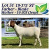 1X BOERBOK OOI/EWE STOET/STUD