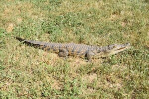 5X Crocodile 1m AFRICAN GAME AUCTIONEERS (Per Piece to take the lot)