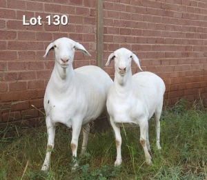 2X STOET VAN ROOY EWE A LIEBENBERG (Pay per Animal)