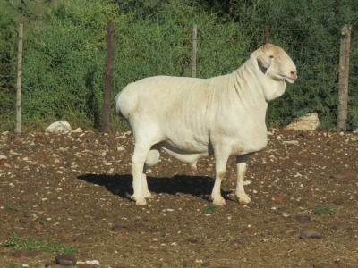 1X STOET VAN ROOY RAM L VAN RENSBURG