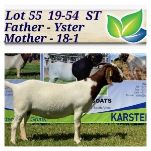 1X BOERBOK OOI/EWE STOET/STUD