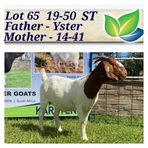 1X BOERBOK OOI/EWE STOET/STUD