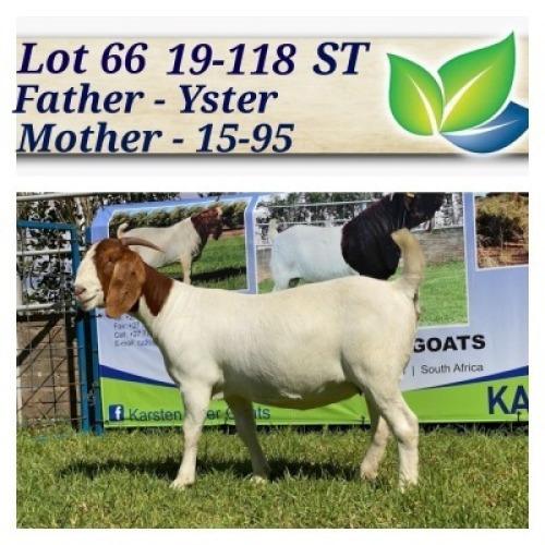 1X BOERBOK OOI/EWE STOET/STUD