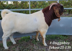 WITHDRAWN -1X BOER GOAT BUCK TEKOA BOER GOAT STUD