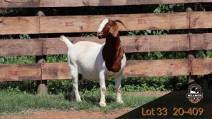 1X BOER GOAT STUD DOE MILAMIEK BOER GOAT STUD