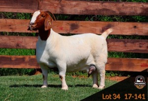 1X BOER GOAT FLOCK DOE MILAMIEK BOER GOAT STUD