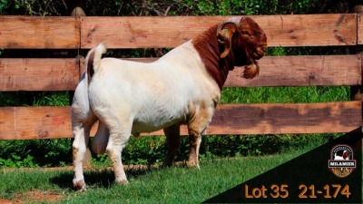 1X BOER GOAT FLOCK BUCK MILAMIEK BOER GOAT STUD