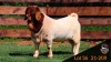 WITHDRAWN -1X BOER GOAT BUCK MILAMIEK BOER GOAT STUD