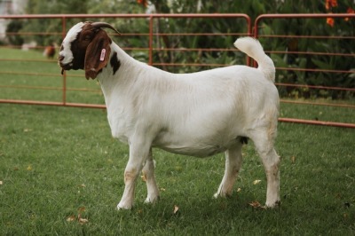 WITHDRAWN -1X BOER GOAT DOE PJ VAN RENSBURG BOER GOAT STUD