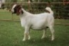WITHDRAWN -1X BOER GOAT DOE PJ VAN RENSBURG BOER GOAT STUD