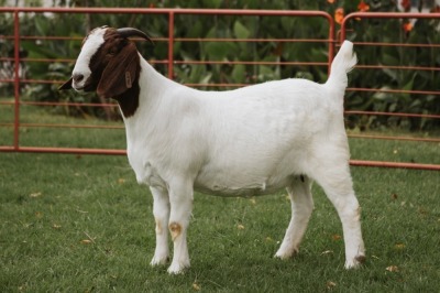 1X BOER GOAT FLOCK DOE PJ VAN RENSBURG BOER GOAT STUD