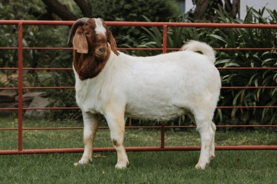 1X BOER GOAT FLOCK BUCK PJ VAN RENSBURG BOER GOAT STUD