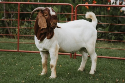 1X BOER GOAT FLOCK BUCK PJ VAN RENSBURG BOER GOAT STUD