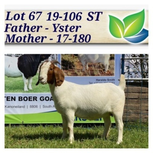 1X BOERBOK OOI/EWE STOET/STUD