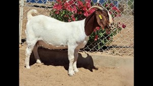 1X BOER GOAT FLOCK DOE NAMA BOER GOAT STUD