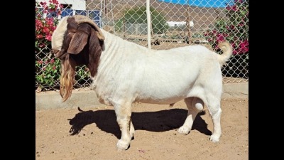 WITHDRAWN- BOER GOAT BUCK NAMA BOER GOAT STUD