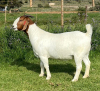 1X BOER GOAT STUD DOE DIRK LOTTER BOER GOAT STUD - 3