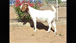 1X BOER GOAT FLOCK DOE NAMA BOER GOAT STUD