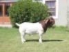 WITHDRAWN- BOER GOAT BUCK DIRK LOTTER BOER GOAT STUD - 3