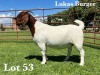 WITHDRAWN- BOER GOAT DOE LUKAS BURGER BOER GOAT STUD - 3