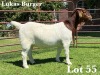 1X BOER GOAT STUD DOE LUKAS BURGER BOER GOAT STUD - 3