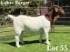 1X BOER GOAT STUD DOE LUKAS BURGER BOER GOAT STUD - 3