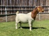 1X BOER GOAT FLOCK DOE LUKAS BURGER BOER GOAT STUD - 3