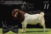 1X BOER GOAT STUD BUCK SALMON VAN HUYSTEEN BOER GOAT STUD