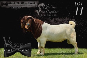 1X BOER GOAT STUD BUCK SALMON VAN HUYSTEEN BOER GOAT STUD