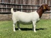 1X BOER GOAT FLOCK DOE KARSTEN BOER GOAT STUD - 3