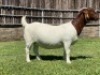 1X BOER GOAT FLOCK DOE KARSTEN BOER GOAT STUD - 3