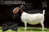 1X BOER GOAT FLOCK DOE SALMON VAN HUYSTEEN BOER GOAT STUD - 3