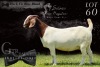 1X BOER GOAT STUD DOE SALMON VAN HUYSTEEN BOER GOAT STUD - 3