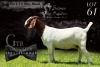 WITHDRAWN- BOER GOAT DOE SALMON VAN HUYSTEEN BOER GOAT STUD - 3