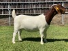 1X BOER GOAT FLOCK DOE KARSTEN BOER GOAT STUD - 3