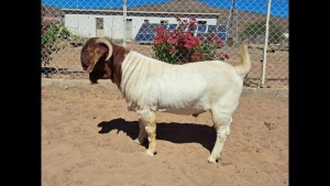 1X BOER GOAT STUD BUCK NAMA BOER GOAT STUD