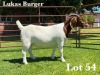 1X BOER GOAT STUD DOE LUKAS BURGER BOER GOAT STUD - 3