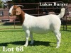 1X BOER GOAT FLOCK DOE LUKAS BURGER BOER GOAT STUD - 3