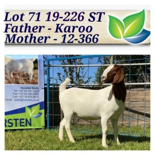 1X BOERBOK OOI/EWE STOET/STUD