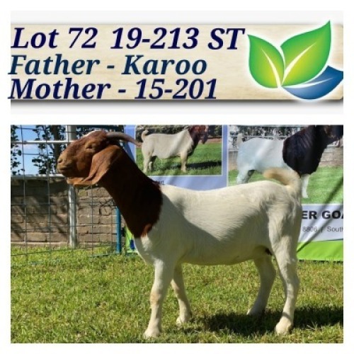 1X BOERBOK OOI/EWE STOET/STUD