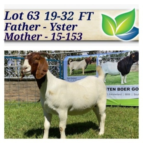 1X BOERBOK OOI/EWE KUDDE/SPEEN