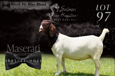 1X BOER GOAT FLOCK DOE SALMON VAN HUYSTEEN BOER GOAT STUD