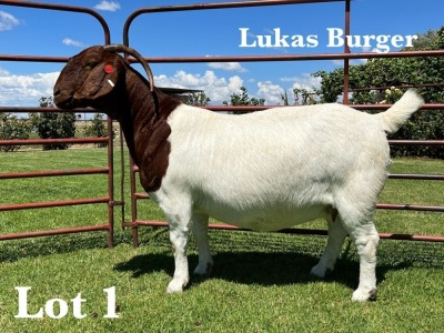 1X BOER GOAT STUD DOE LUKAS BURGER BOER GOAT STUD