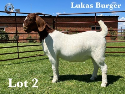 1X BOER GOAT STUD DOE LUKAS BURGER BOER GOAT STUD