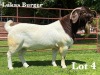 1X BOER GOAT STUD BUCK LUKAS BURGER BOER GOAT STUD