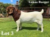 1X BOER GOAT STUD BUCK LUKAS BURGER BOER GOAT STUD