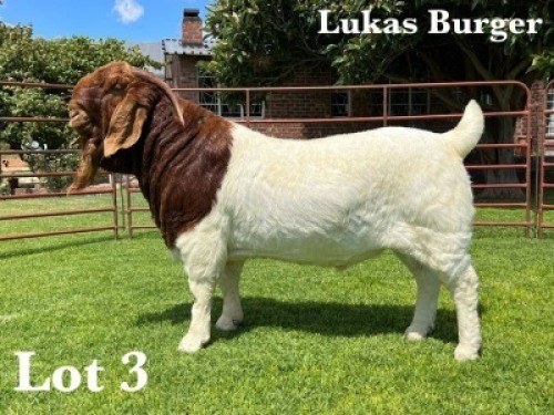 1X BOER GOAT STUD BUCK LUKAS BURGER BOER GOAT STUD