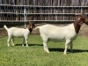 1+1X BOER GOAT FLOCK DOE KARSTEN BOER GOAT STUD