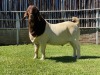 1X BOER GOAT FLOCK BUCK KARSTEN BOER GOAT STUD